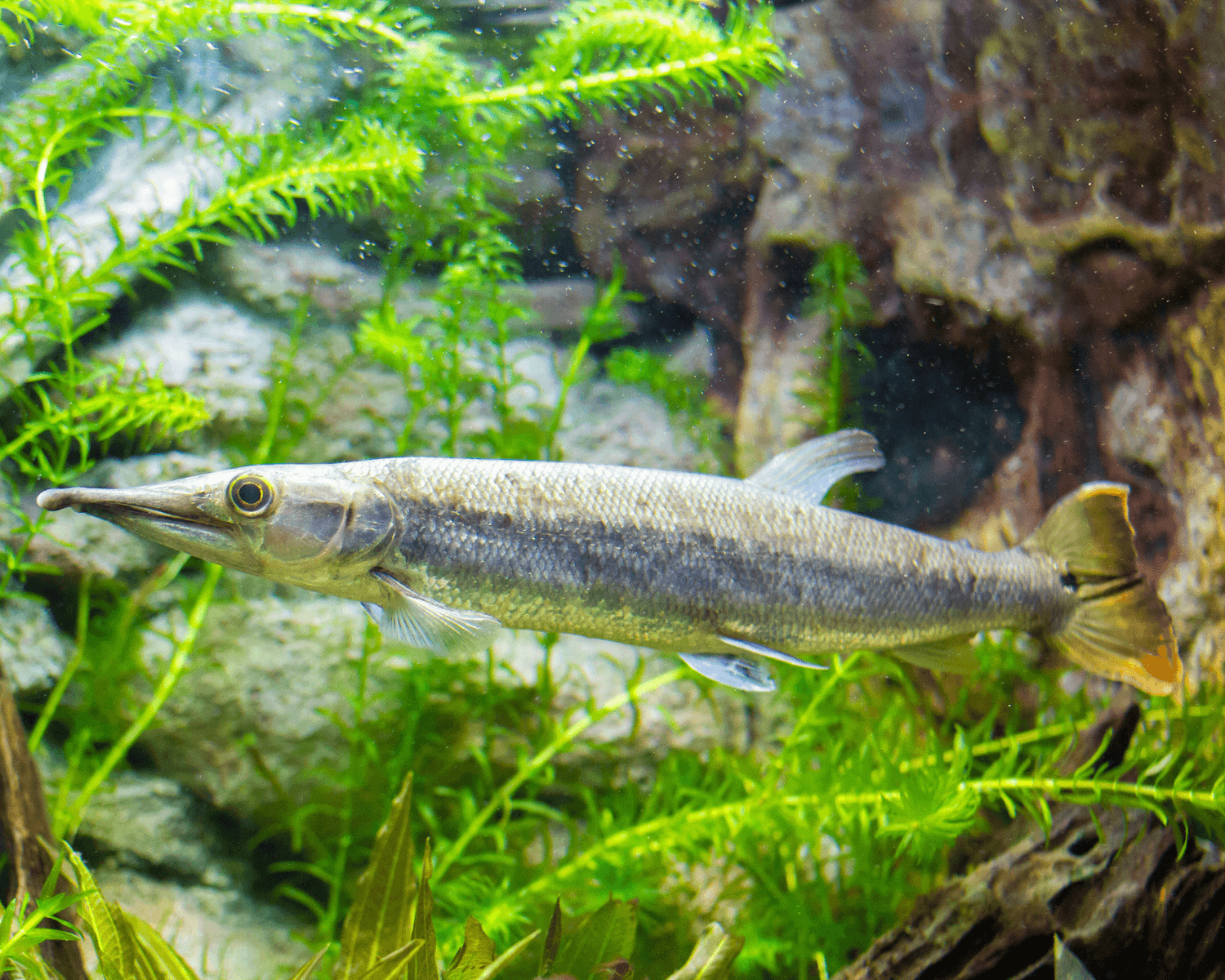 Ctenolucius hujeta (Hujeta Pike Characin)